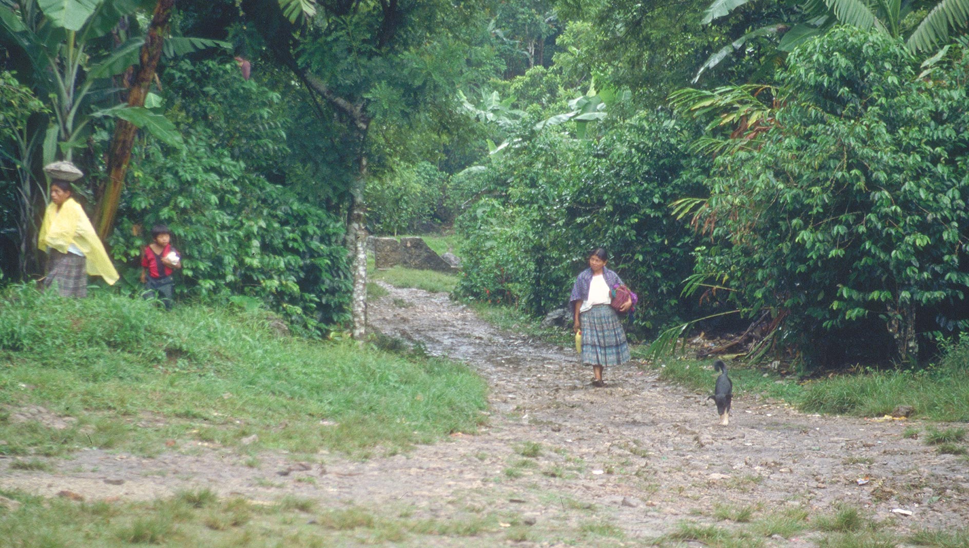 Madre mais, il cibo dei poveri in Guatemala